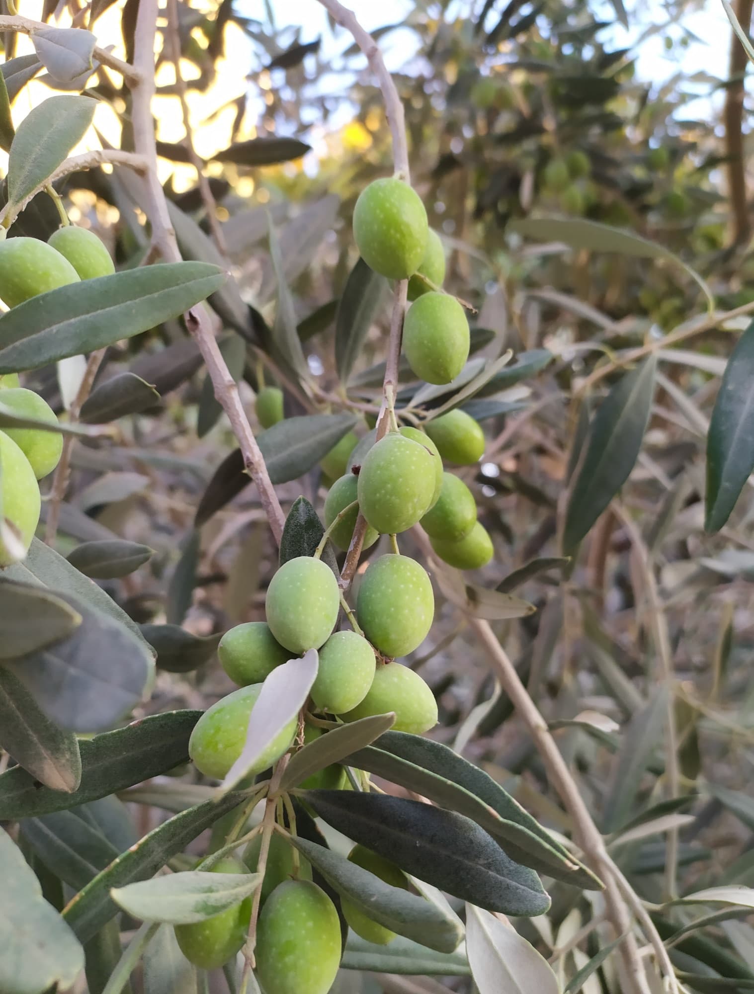 حبات زيتون نبالي خضراء على غصن